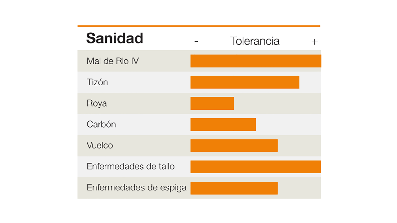 KWS-AR-CORN-SANIDAD-KM-3800_GGLStack-2.png