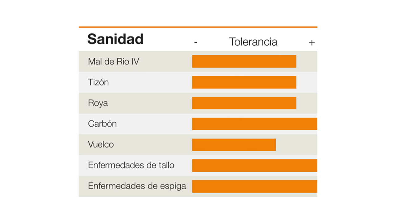 KWS-AR-CORN-SANIDAD-KM-3916-GLStack_VIP3.png
