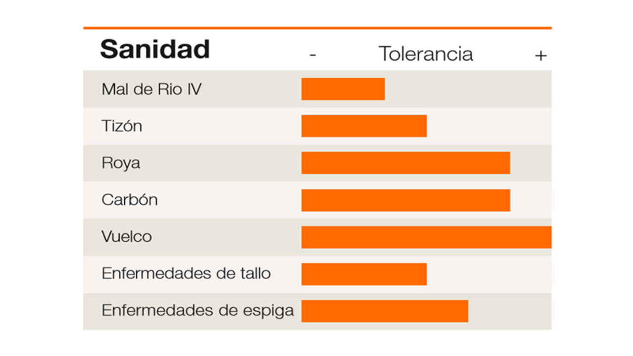 KWS-AR-CORN-SANIDAD-KM_3927_VIP3.png