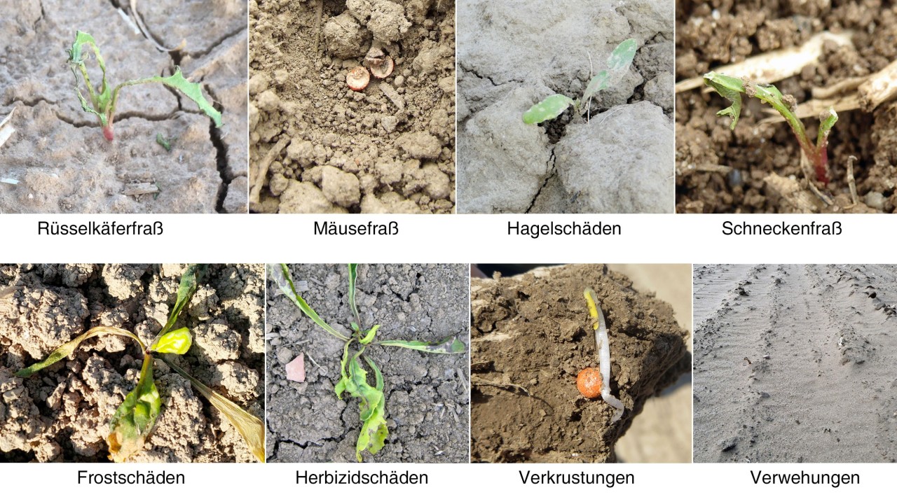 Umbrüche jeder Art, Frostschäden, Herbizidschäden, Verkrustungen, Verwehungen, Mäusefraß, Hagelschäden, Schneckenfraß