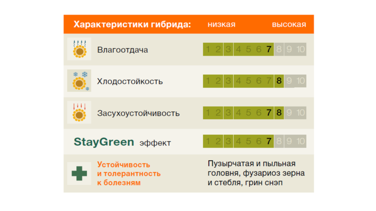 KWS_Maize_Amaroc-gr.png