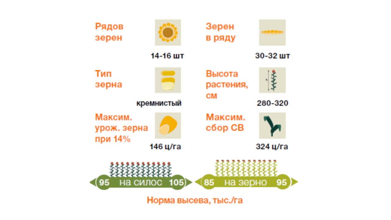 KWS_Maize_Kaprilias-1.png