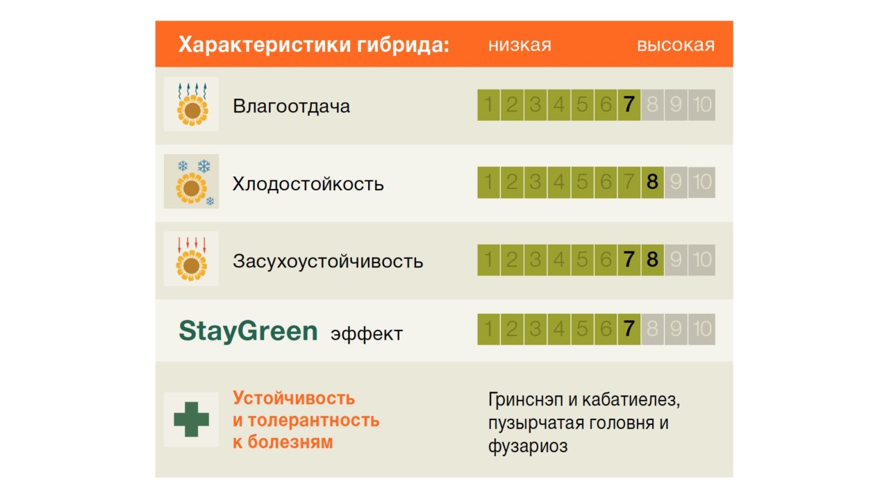 KWS_Maize_АРАКС-ARAX-gr.jpg