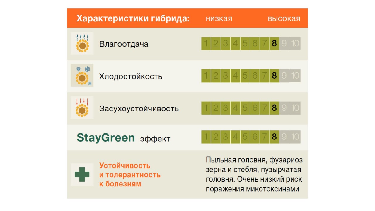 KWS_Maize_КАТАРЗИС-CATARZIS-gr.jpg