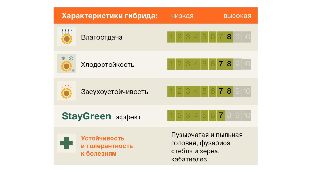 KWS_Maize_РИЧАРД-KWS-RICHARD-gr.jpg