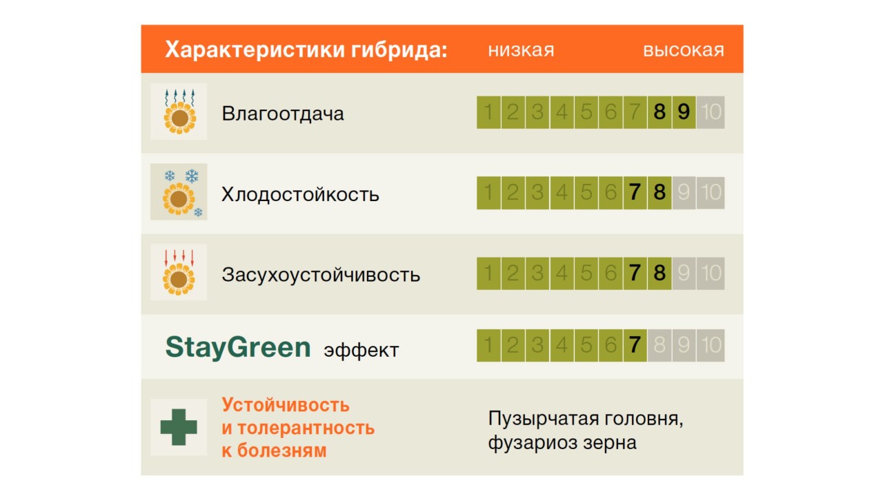 KWS_Maize_СИЛЬВИНИО-SILVINIO-gr.jpg