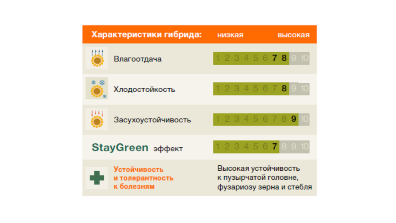 KWS_Maize_Amavit-gr.png