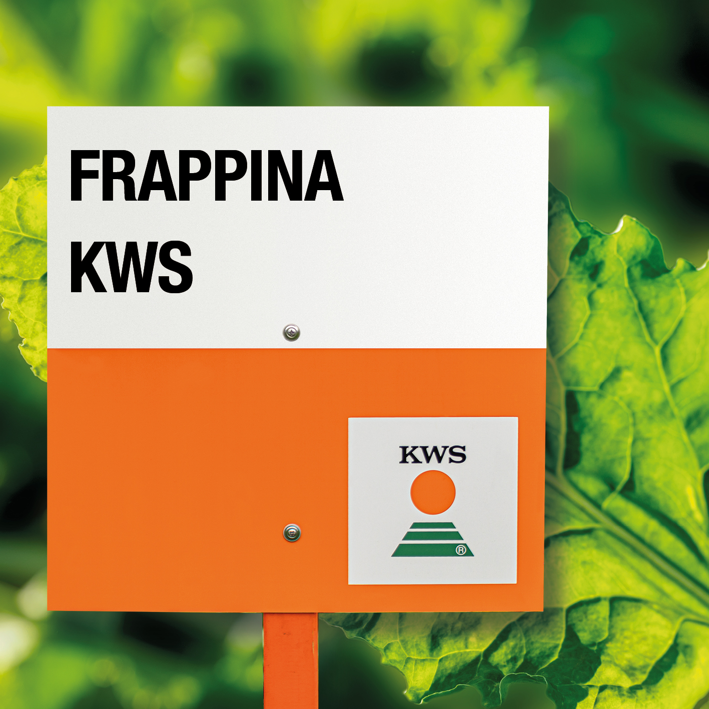FRAPPINA-KWS_CL.jpg
