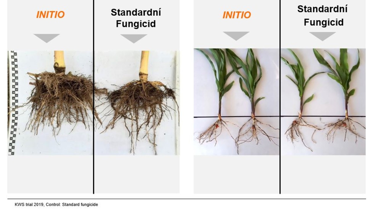INITIO-roots-CZ.jpg