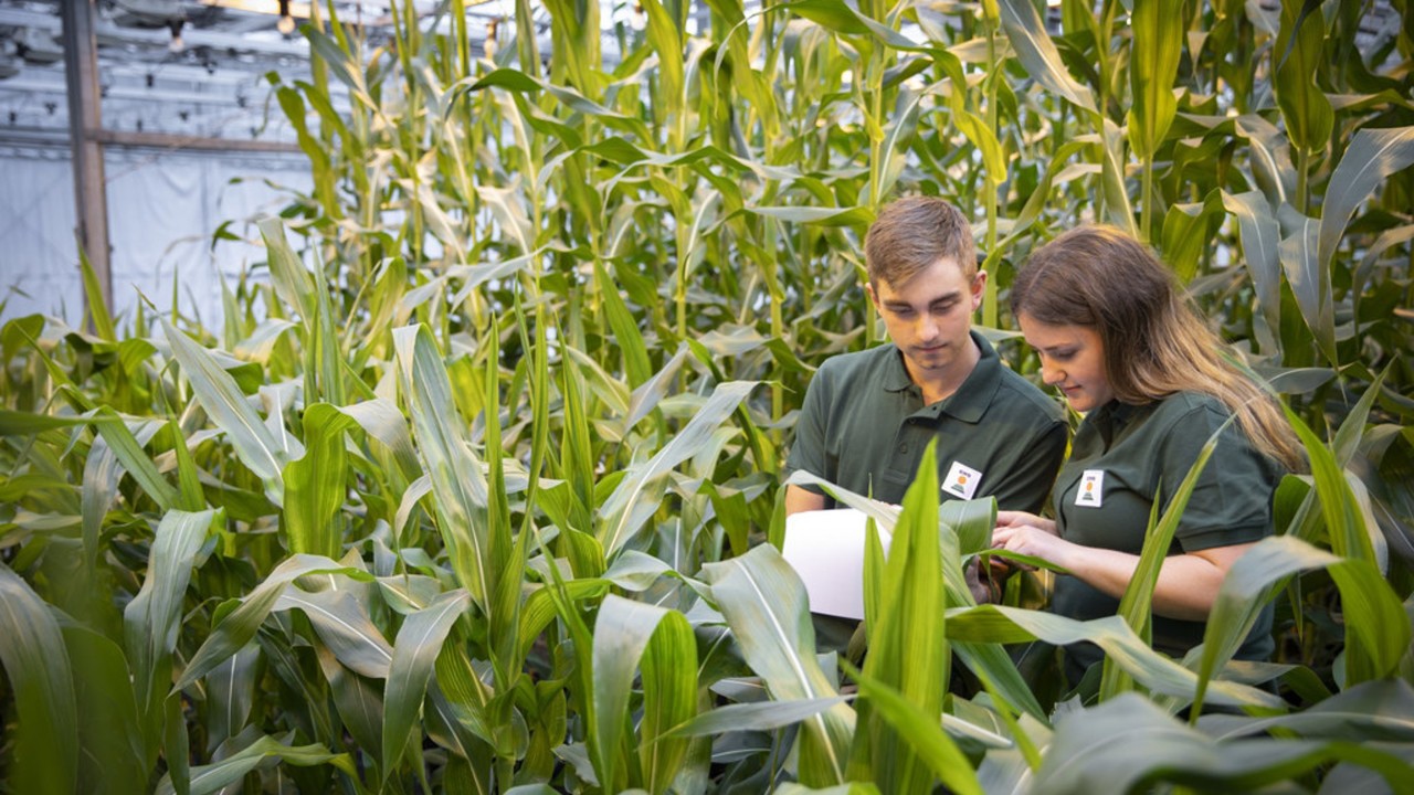 Lab-corn.jpg