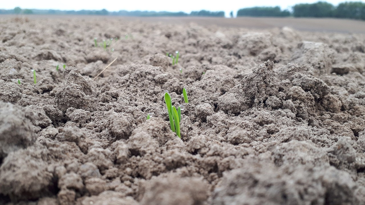Wintergerste im Landkreis Schleswig-Flensburg am 21. Sep. 2020 (KWS LOCHOW, 2020)