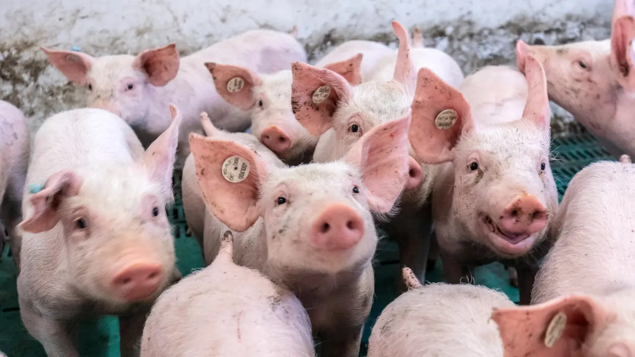 Schweine_Fütterung.jpg