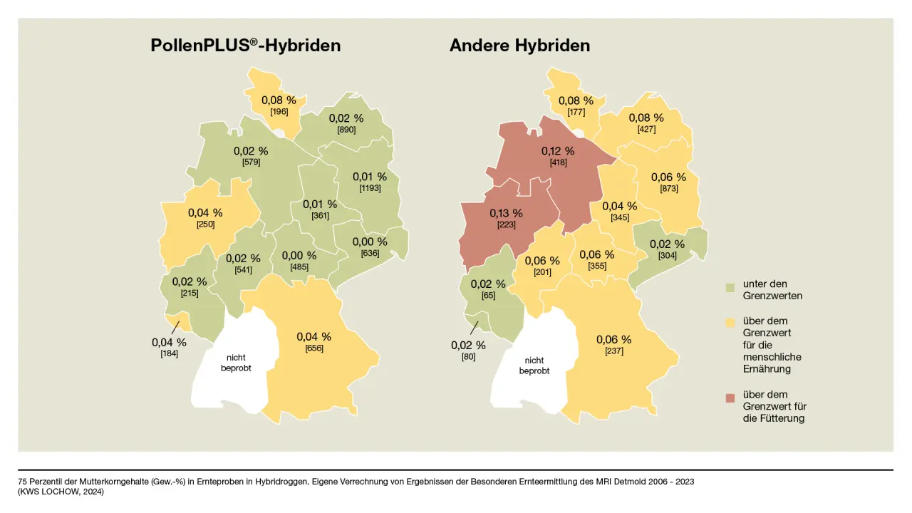 Mutterkorngehalte im Erntegut von Hybridroggen der letzten fünf Jahre