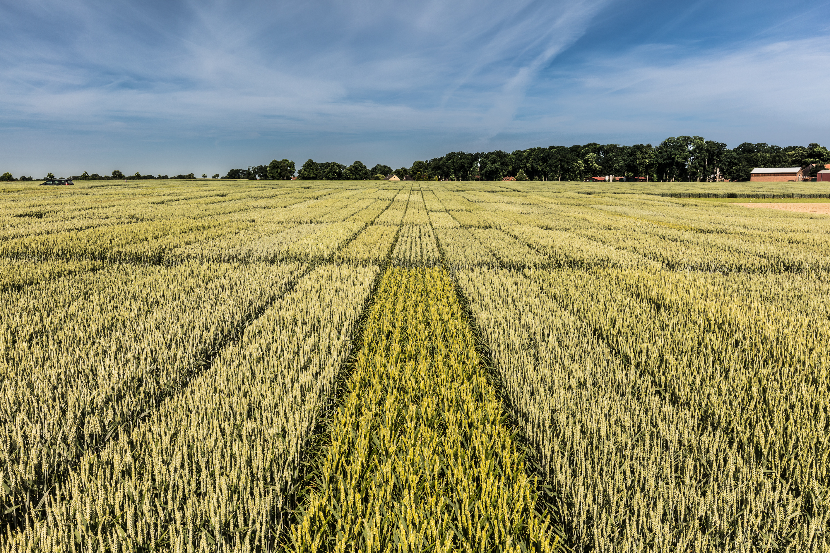 KWS macht ausgewählte Weizensorten aus anderen Züchtungsprogrammen regional nutzbar
