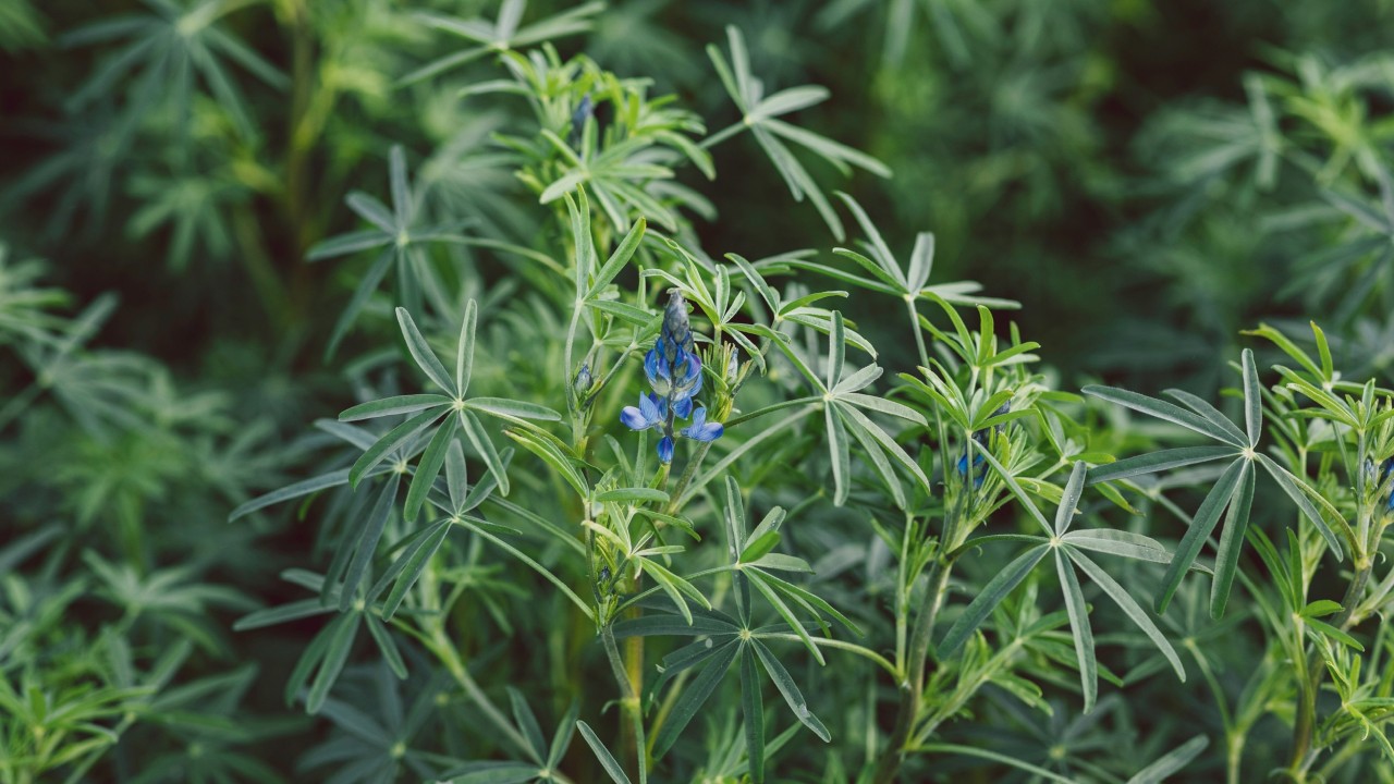 Blaue Lupine Lupinus angustifolius (Leguminose)