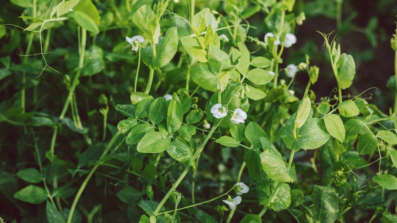 Futtererbsen Pisum sativum subsp. arvense (Leguminose)