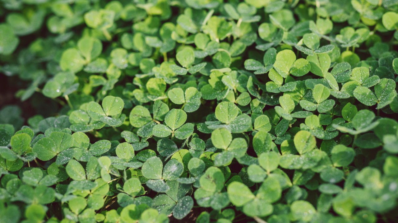 Inkarnatklee Trifolium incarnatum (Leguminose)