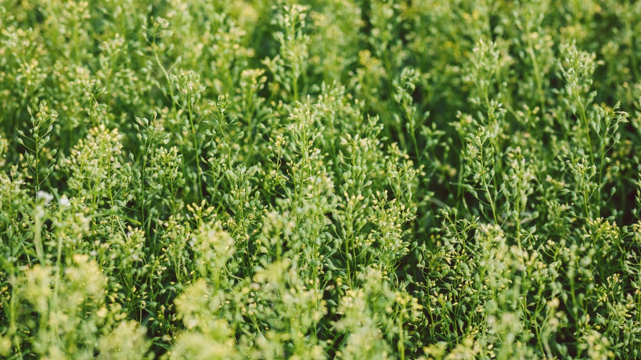 Leindotter Camelina sativa (Kreuzblütler)