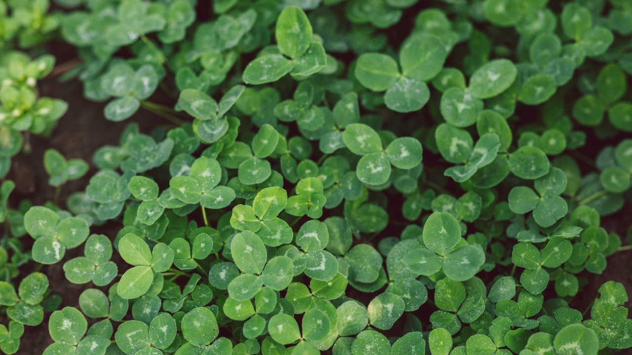 Rotklee Trifolium pratense (Leguminose)
