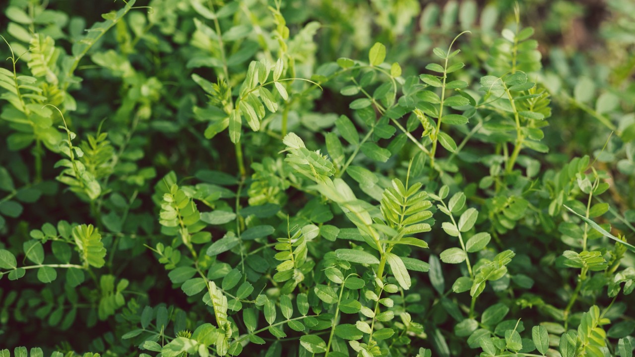 Saatwicken Vicia sativa (Leguminose)