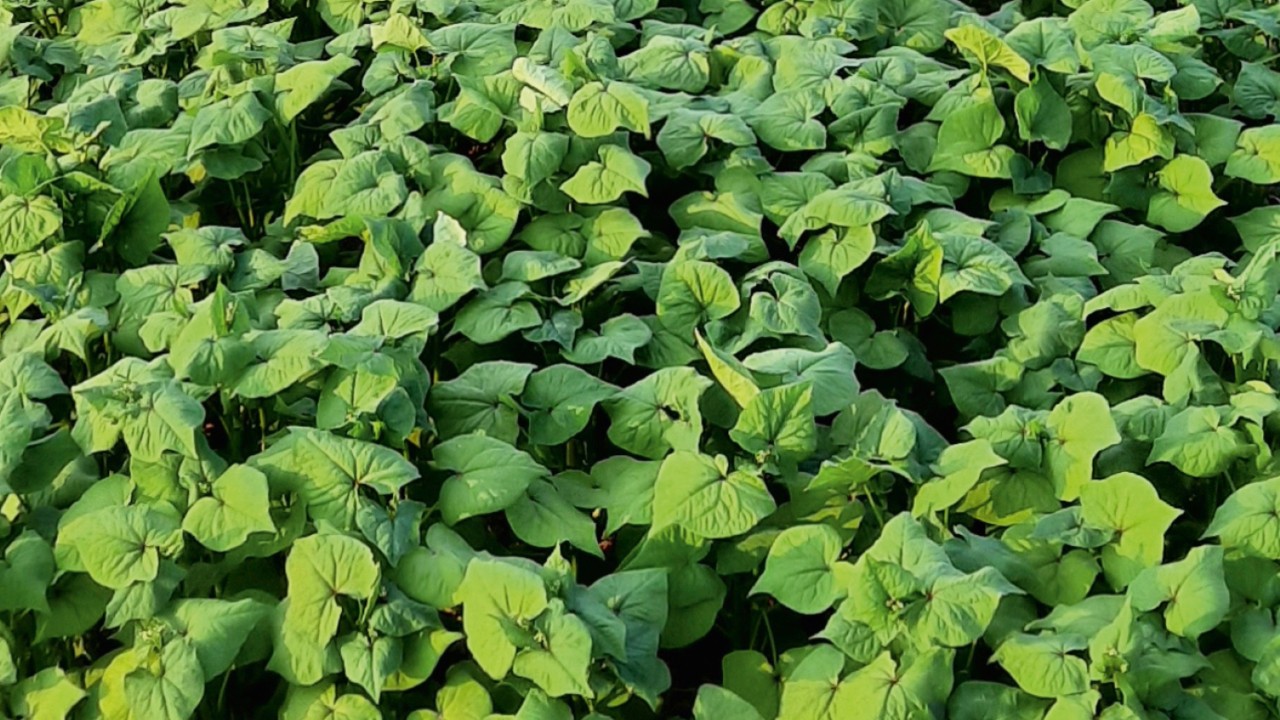 Tatarischer Buchweizen Fagopyrum tataricum (Knöterichgewächs)