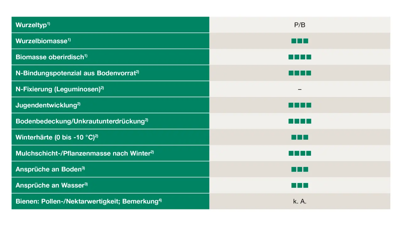 Uebersicht_Sareptasenf
