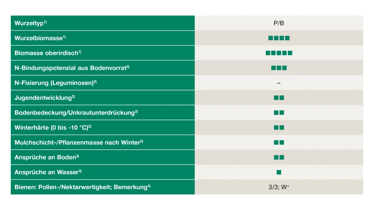 Uebersicht_Sonnenblumen