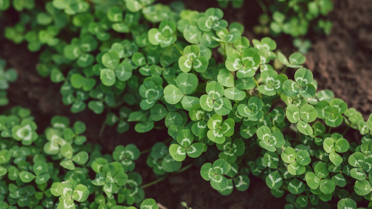 Weißklee Trifolium repens (Leguminose)
