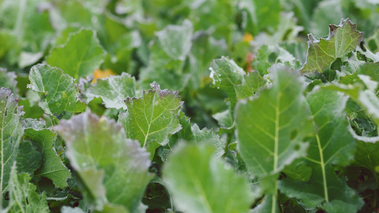 Winterfutterraps Brassica napus (Kreuzblütler)