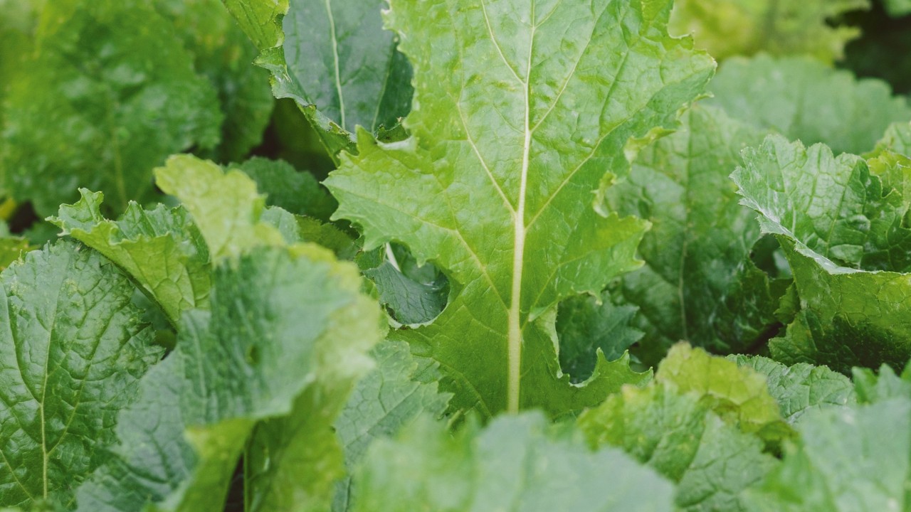 Winterrübsen Brassica rapa (Kreuzblütler)