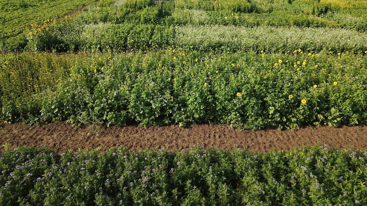 KWS-FIT4NEXT-Zwischenfruchtfeld-S.2_DJI_0089.jpg