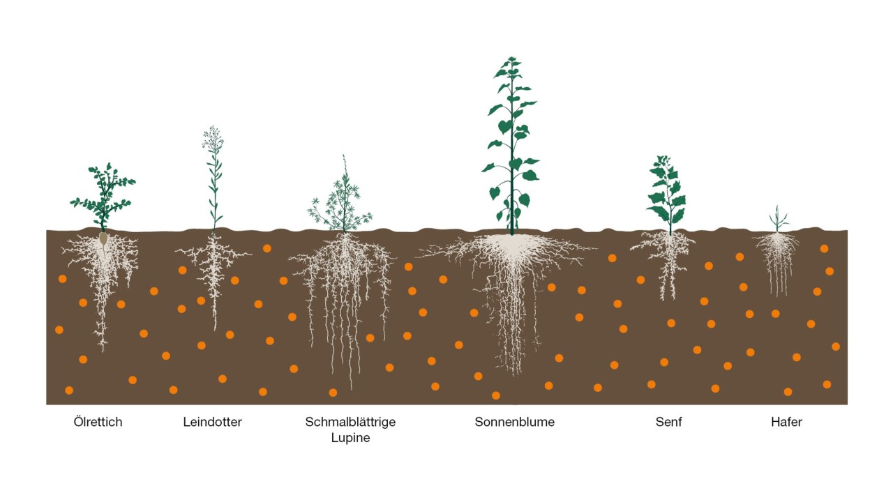 Schematische Darstellung der Bodendurchwurzelung und Nährstoffaufnahme