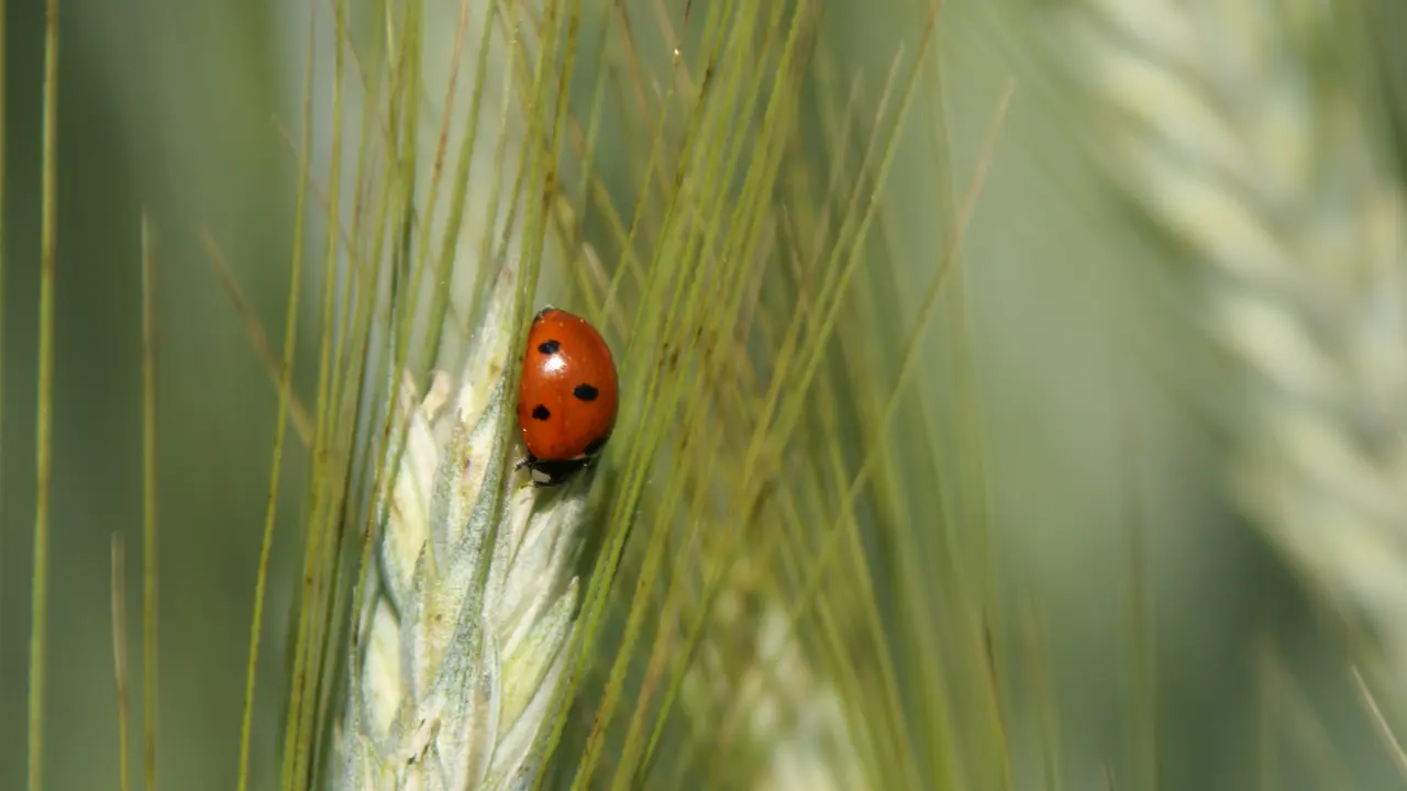 marienkaefer_auf_triticale.jpg