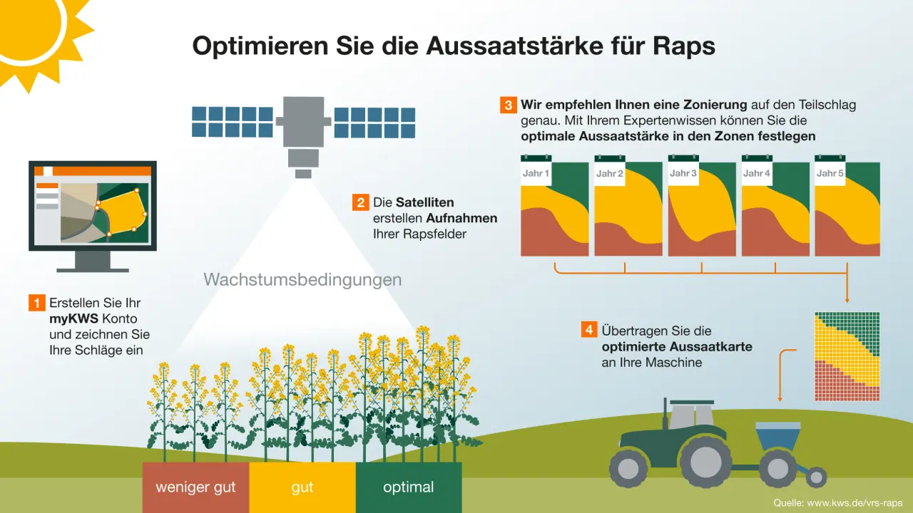 Aussaatstärke von Mais optimieren