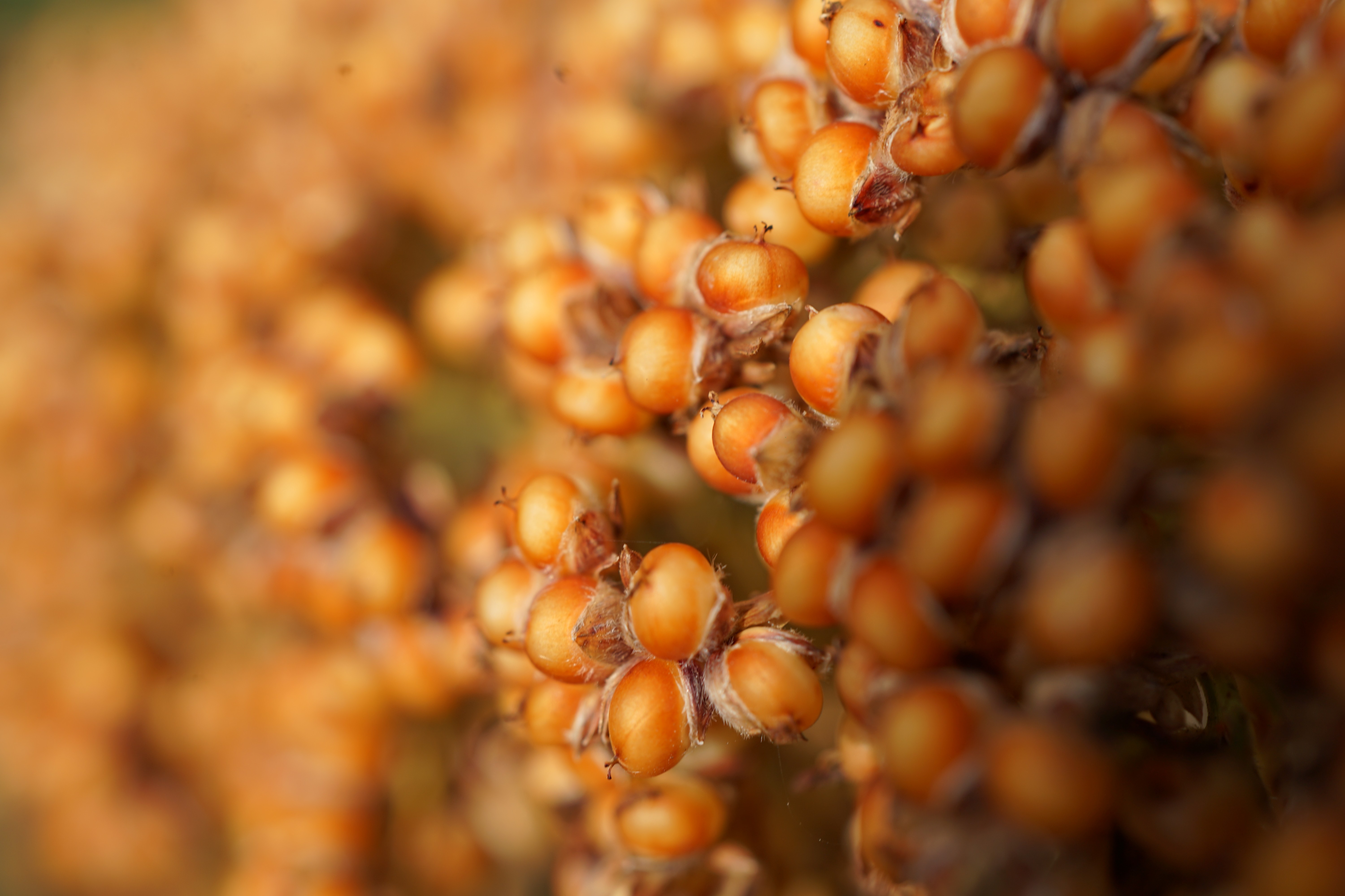 Sorghum_Panicle.jpg