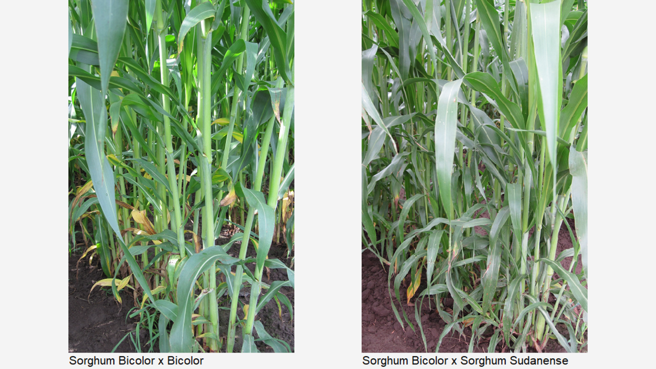 sorghum-typen-deutschland.png
