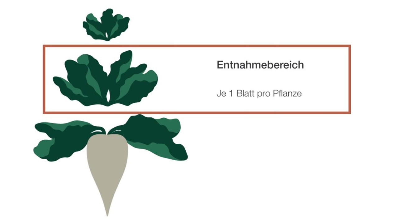 Entnahmebereich der Blätter