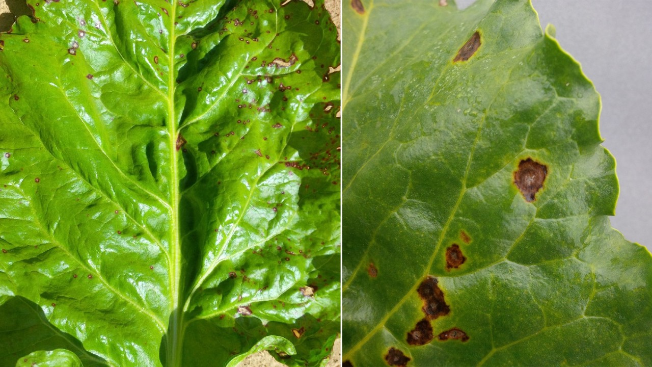 Mit Fungiziden nicht bekämpfbare Bakterielle Blattflecken (Pseudomonas syringae)