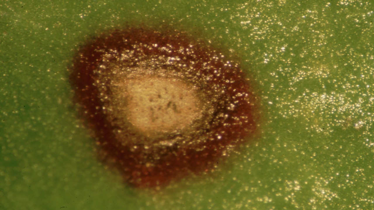 Cercospora-Blattflecken mit dunklen Sporenträgern