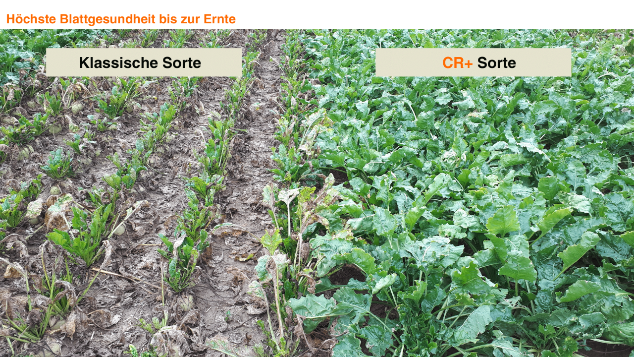 Blattgesundheit_bis_Ernte.jpg