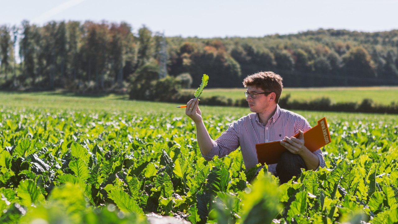 kws_sugarbeet_header_7.jpg