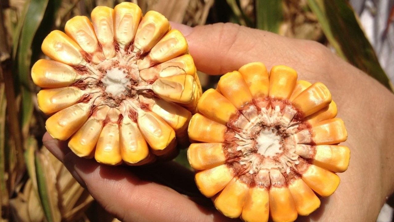 Grain-corn.jpg