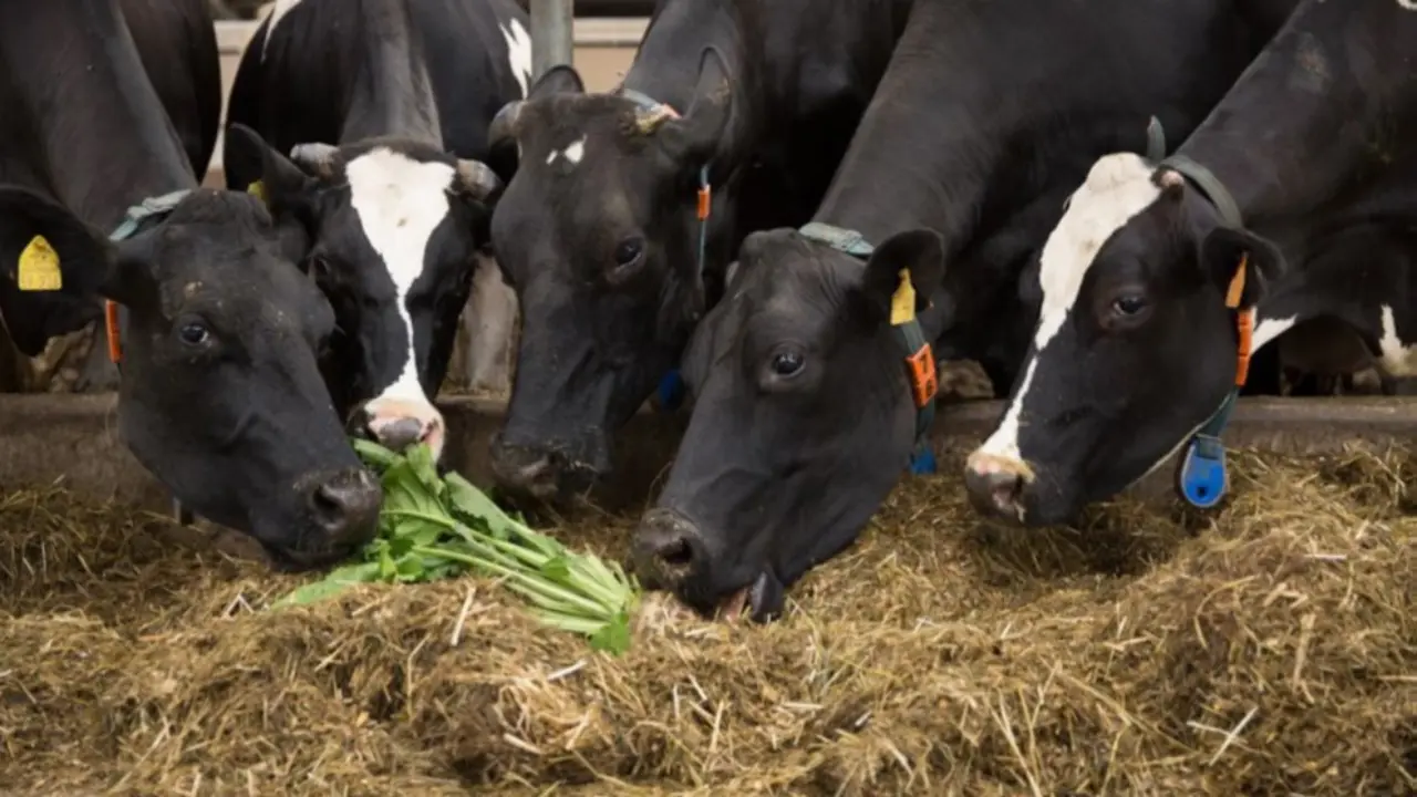 kws_feedbeet_cows_barn.jpg