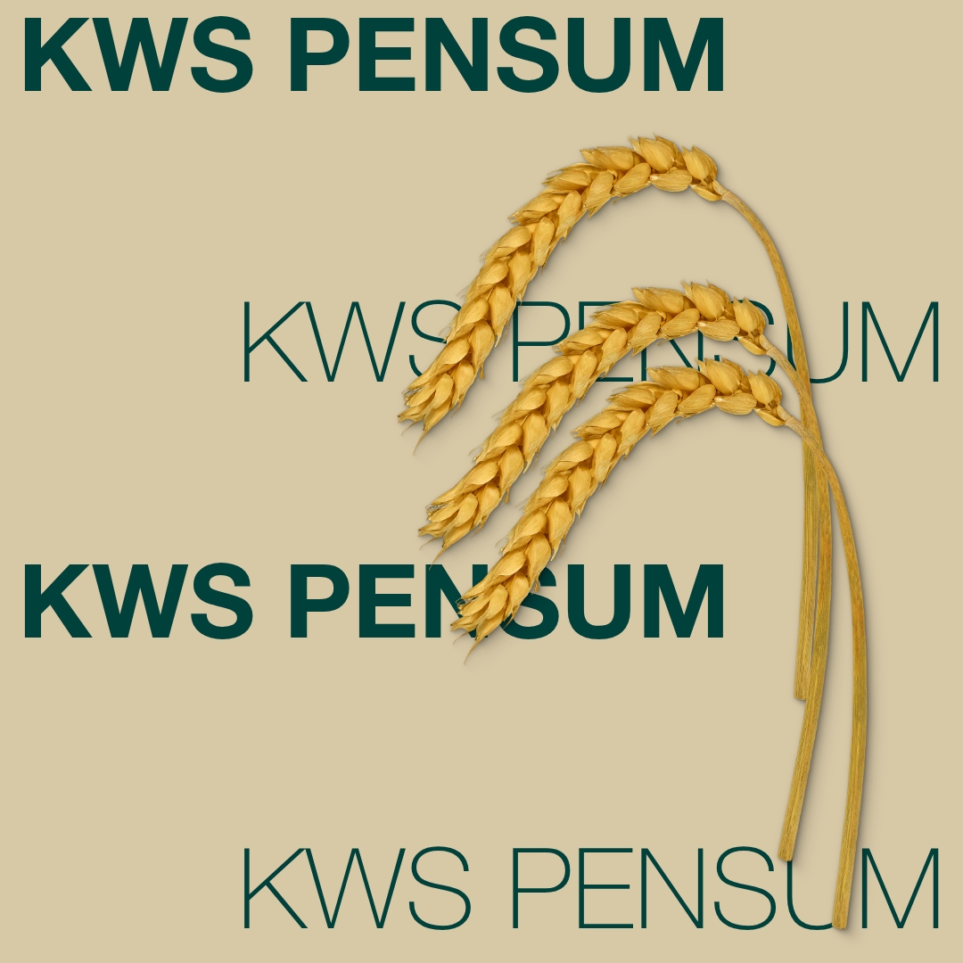 KWS PENSUM