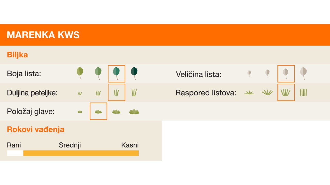 kws_marenka_kws_5-2.jpg