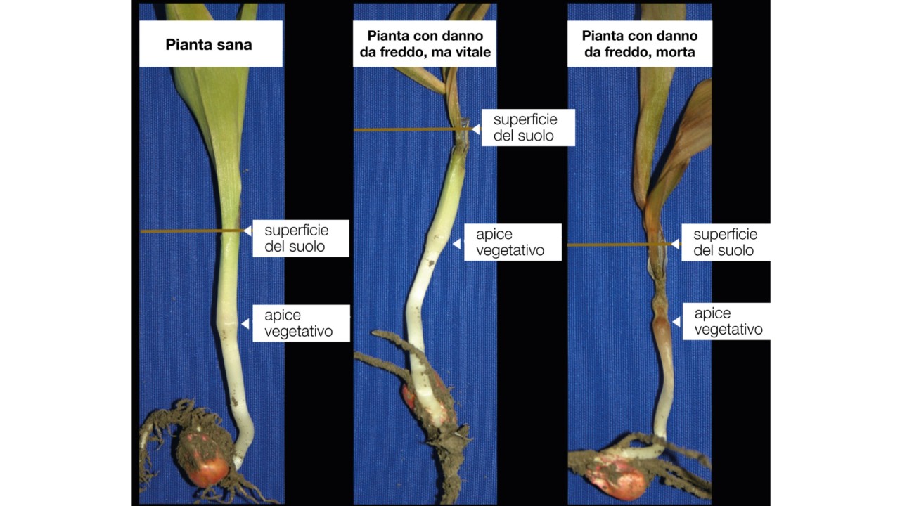Danno-da-freddo_Valutazioni-da-fare_16-9.jpg