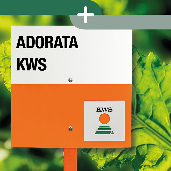 foto di ADORATA KWS la nuova varietà CR+ KWS dall'elevata produzione e protezione