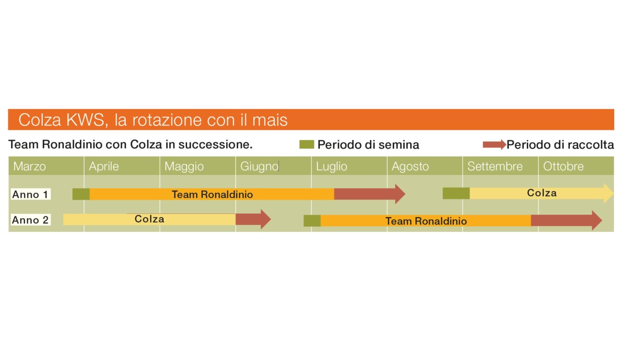 Seminando un ibrido del Team Ronaldinio nell’anno 1 e raccogliendolo entro la metà di agosto (se si raccoglie da trinciato, entro la metà di luglio, c’è anche la possibilità di bonificare il terreno dalla diabrotica) si ha la possibilità di seminare in successione (nell’anno 1) il Colza, che verrà raccolto entro la metà di giugno dell’anno 2. Eventualmente dopo il Colza si può seminare ancora il Team Ronaldinio