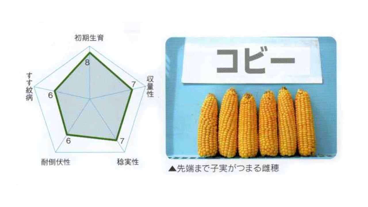 kws_coryphee_jp_graphic.png