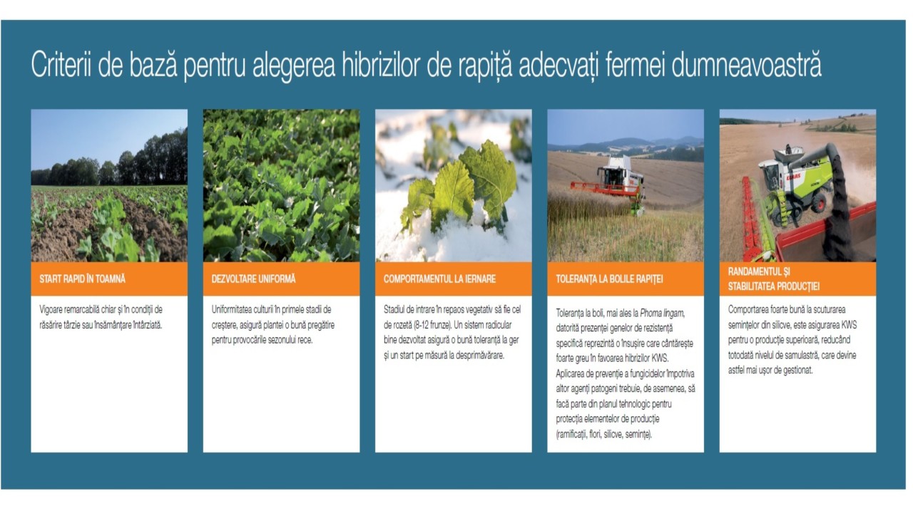Criterii de bază pentru alegerea hibrizilor de rapiță